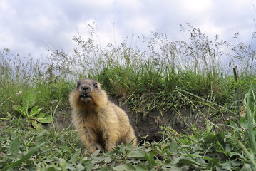 young marmot near a hole on a background cloudy sky