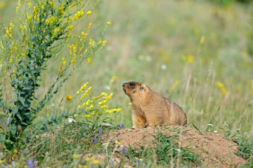 young marmot near a hole on a background green grass
