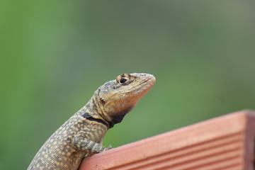 Tropidurus torquatus