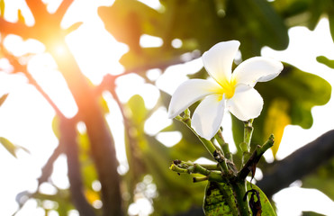 Beautiful white scented blooms with yellow centers of exotic tropical frangipanni species plumeria plumeria flowering in summer adds fragrant charm to an urban street scape