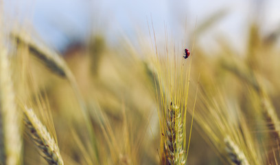 Little cute ladybird in wheat field