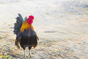 Thai gamecock walking on the road