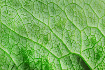 Naklejka na ściany i meble Closeup of green leaf