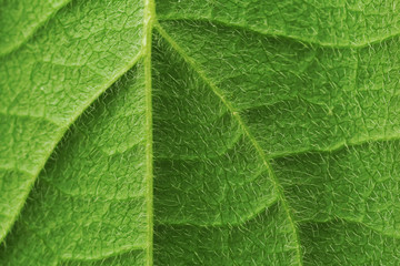 Closeup of green leaf