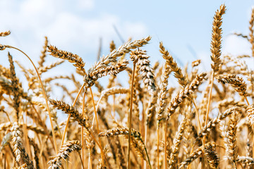 Wheat field harvest