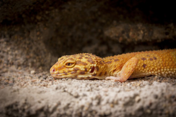 Cute lizard poses for the camera