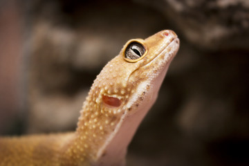 Cute lizard poses for the camera