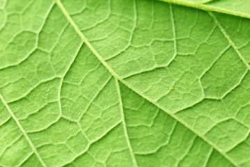 Closeup of green leaf