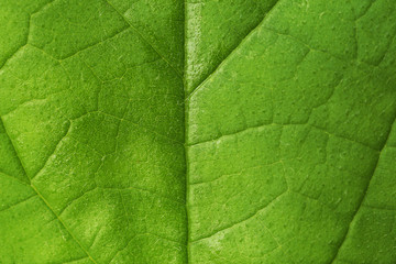 Closeup of green leaf