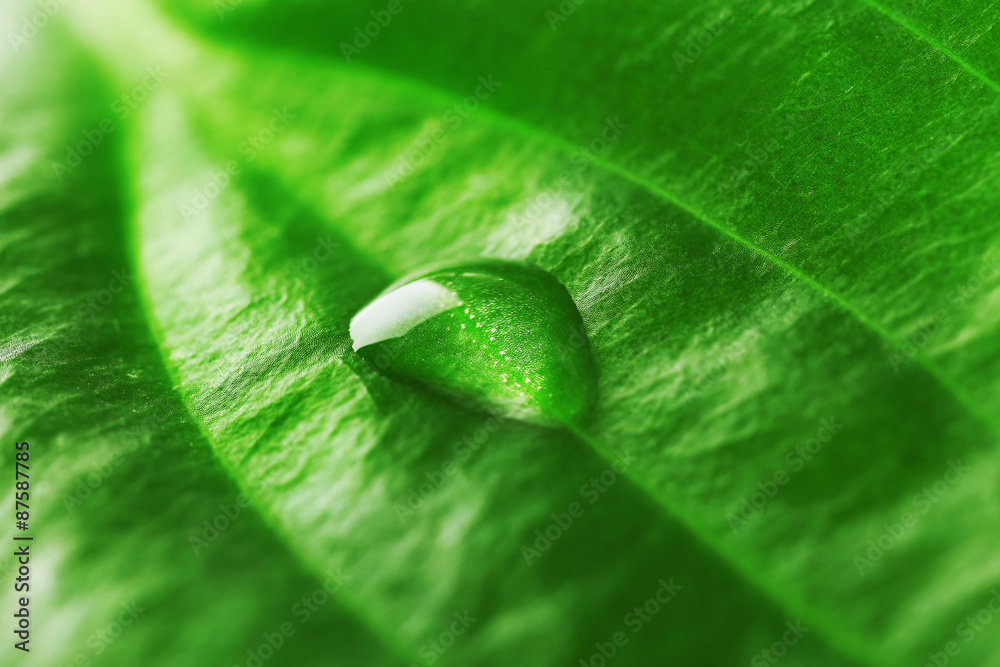 Poster green leaf with droplet, closeup