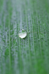 Green leaf with droplet, closeup