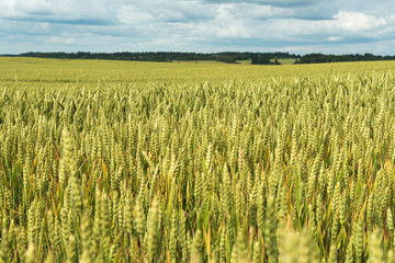 Summer on wheat field.