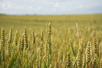 Summer on wheat field.