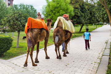 Camels are in the park
