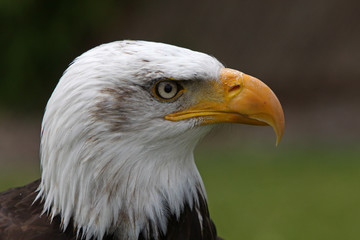 Weisskopfseeadler