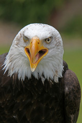 Weisskopfseeadler