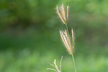 Grass is beautiful and comfortable.