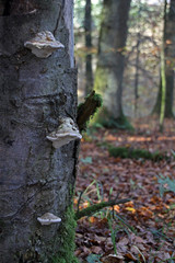 Baumstamm mit Zunderschwamm