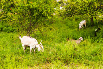 Obraz na płótnie Canvas Sheeps in a meadow
