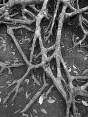 tree root texture in black and white