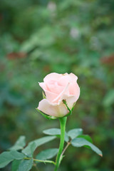 Rose close up