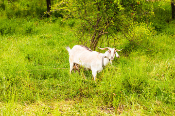 Obraz premium Sheeps in a meadow