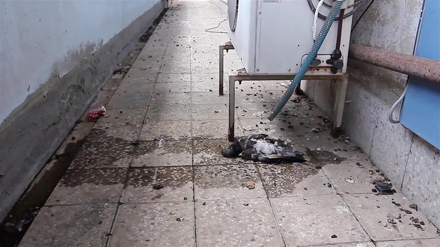 Polluted dead pigeon. Water is dripping from air conditioner outdoor unit.