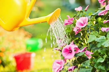 Watering flowers in garden