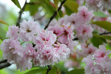 Japanese cherry tree in blossom 