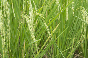 Fototapeta na wymiar rice field tree plant green farmer grow farm concept