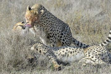 Two Cheetah (Acinonyx jubatus) on savanna, cleaning each other after eating prey, Serengeti national park, Tanzania.