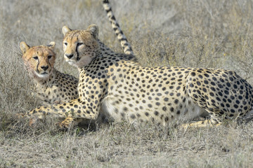 Two Cheetah (Acinonyx jubatus) on savanna, cleaning each other after eating prey, Serengeti national park, Tanzania.