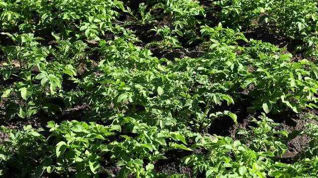 Green plants of potato at field. Outdoor in the garden
