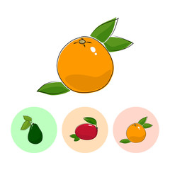 Fruit  Grapefruit   on White Background , Set of Three Round Colorful Icons Avocado, Mango and Grapefruit , Vector Illustration