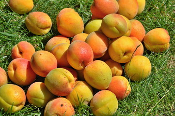 apricots
