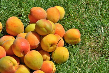 apricots