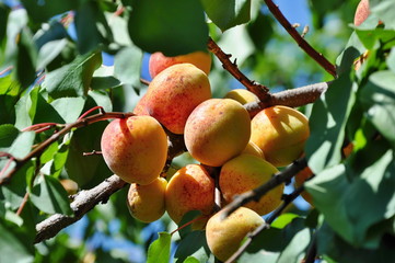 apricots on tree