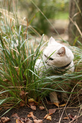 Katze