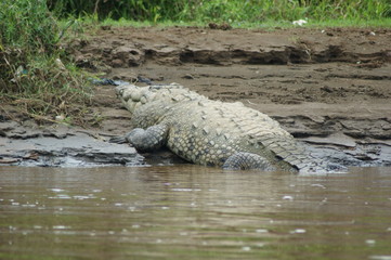 crocodile