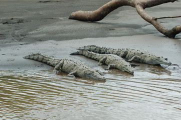 trois crocodiles