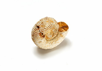 Fossilized Remains of Ammonite