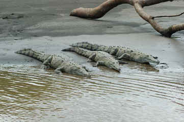 trois crocodiles