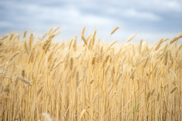 Fototapeta na wymiar Background. A field of wheat and blue sky.