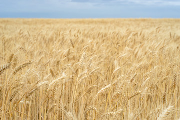 Background. A field of wheat and blue sky.