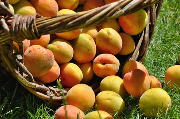 Apricots in basket