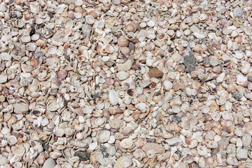 sea shells background