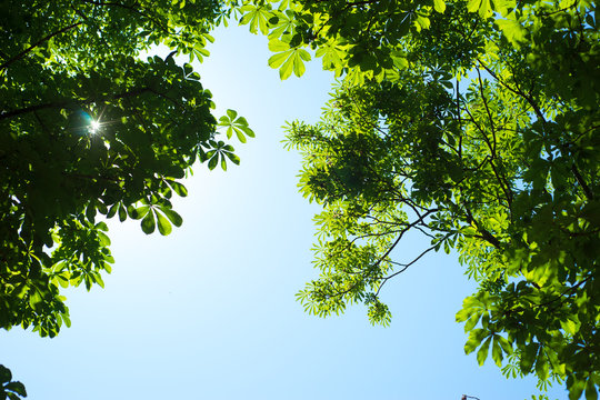 Background Of Green Foliage And Blue Sky