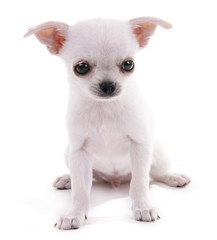 Naklejka premium Adorable chihuahua dog isolated on white