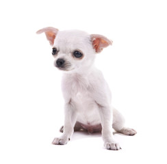Naklejka premium Adorable chihuahua dog isolated on white