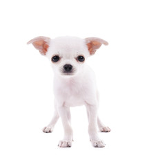 Adorable chihuahua dog isolated on white